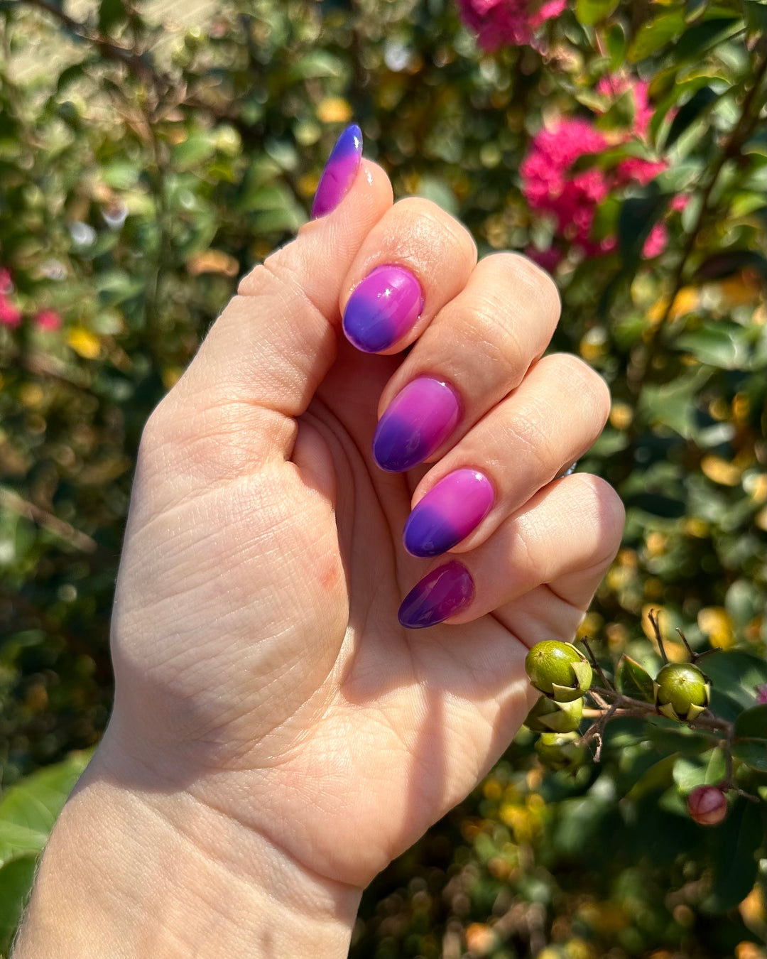 Regal Rasberry (Gel) (Temp)